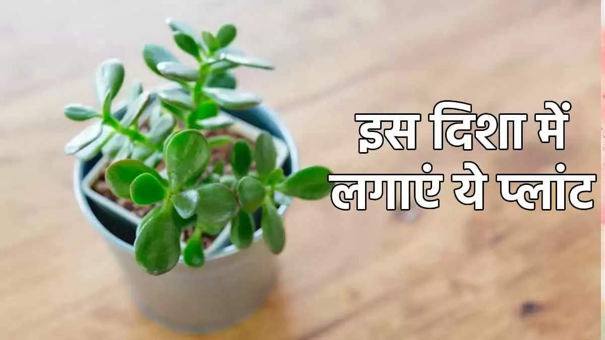 इस दिशा में लगाएं Jade Plant