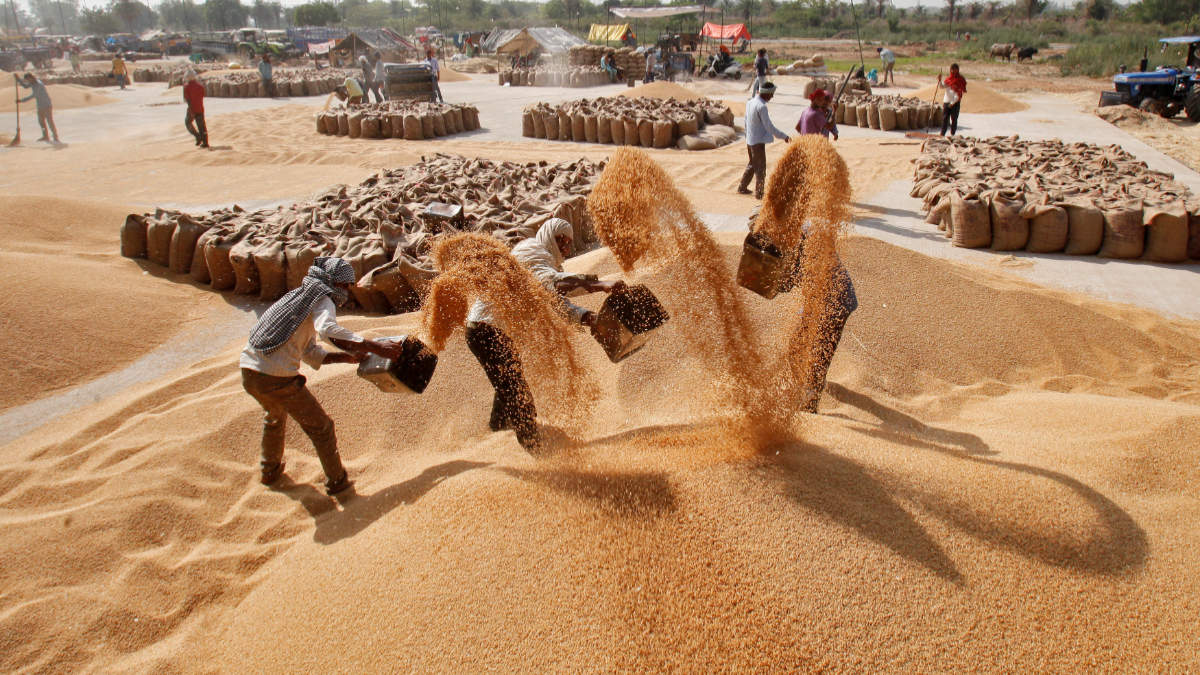 Haryana: आज अंतिम दिन, टारगेट से 10 लाख टन कम रह गई गेहूं की खरीद