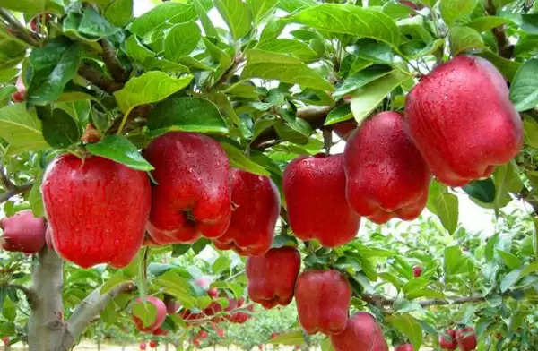 Himachal Pradesh आज का सेब का भाव 