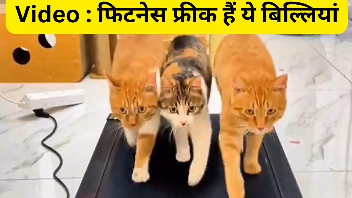 Video : फिटनेस फ्रीक हैं ये बिल्लियां