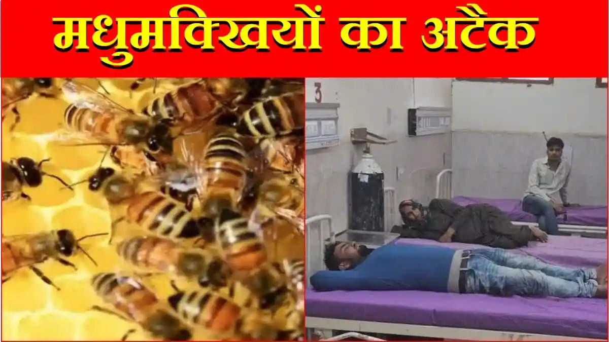 Bees Attack in Charkhi Dadri